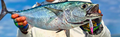 Flase Albacore caught with Clarkspoon 1927 diamond jig