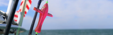 Sea Birds