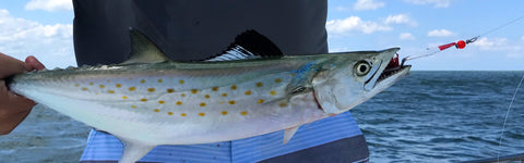 Painted Clarkspoon with a Spanish Mackerel