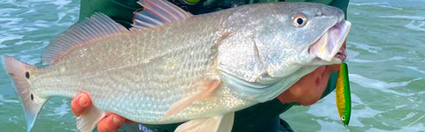 Shad Casting Jig with a Red Drum