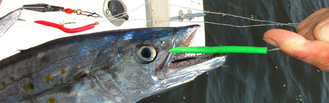 Spanish mackerel caught on a mackerel tree rig