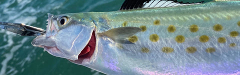 Fish on a lure available in a Clarkspoon fishing kit