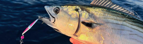 Bonito caught on Clarkspoon pink flash spoon lure