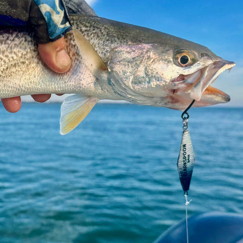 Grey trout caught on black and silver diamond jig