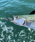 Spanish mackerel caught on chartreuse flash spoon