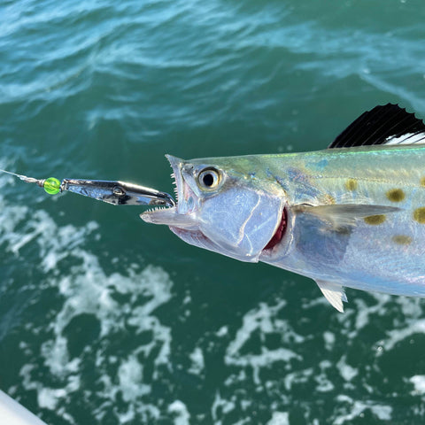 Spanish mackerel caught on chartreuse flash spoon