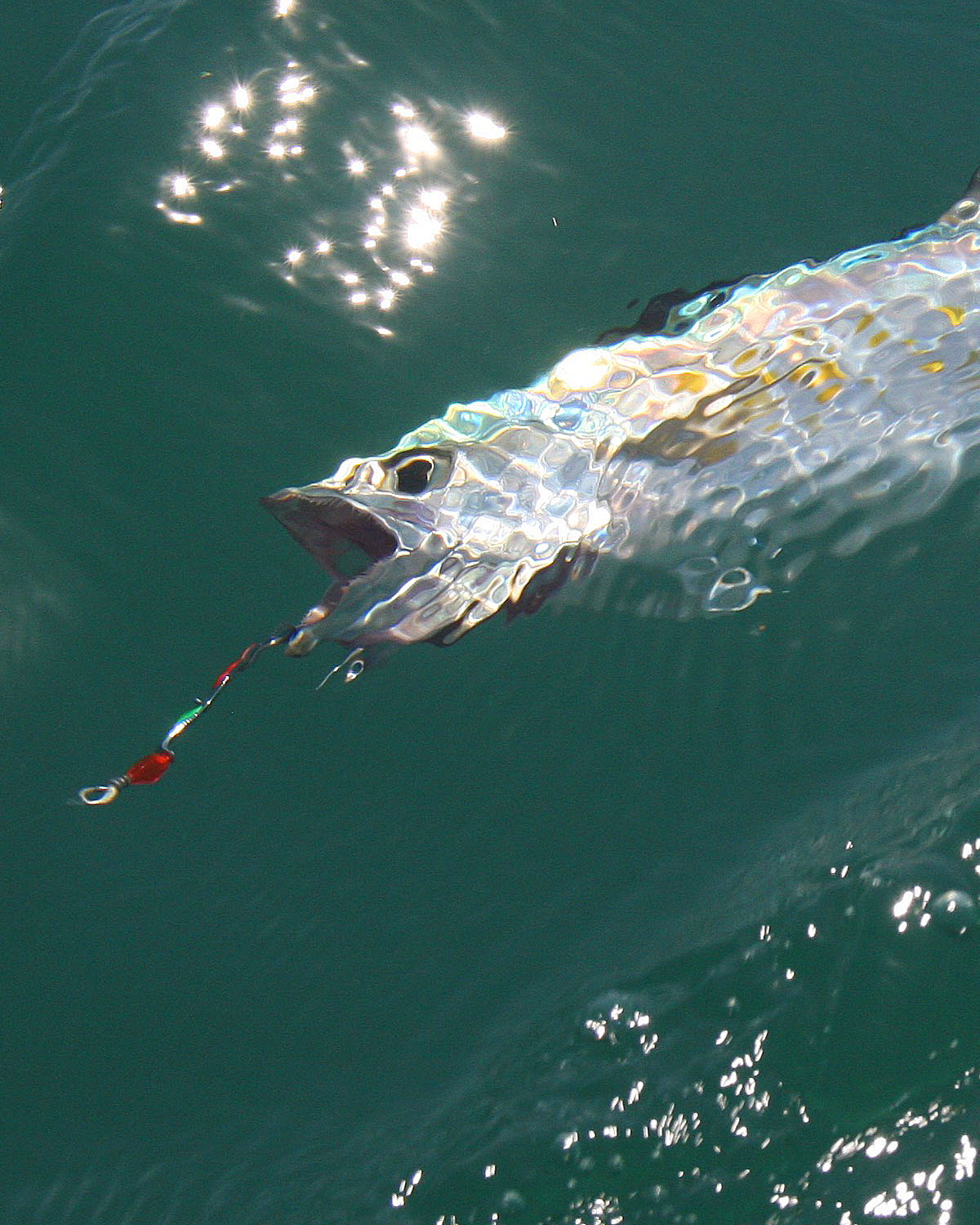 Clarkspoon CP2 HD Affondatore Da Pesca, Taglia 2, Facile Reset, Per Linea Da Pesca